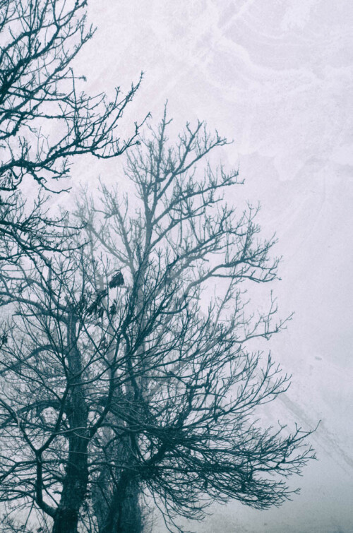 2k-brouillard-givrant-10.jpg
