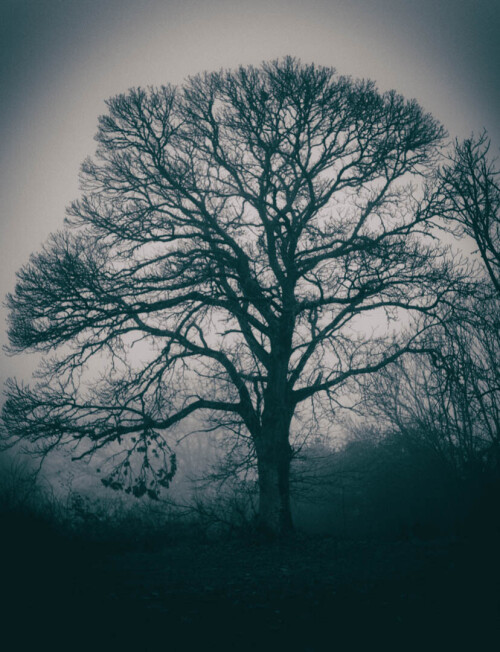 2k-brouillard-givrant-4.jpg