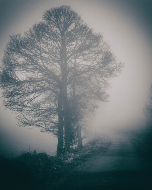 2k-brouillard-givrant-6.jpg