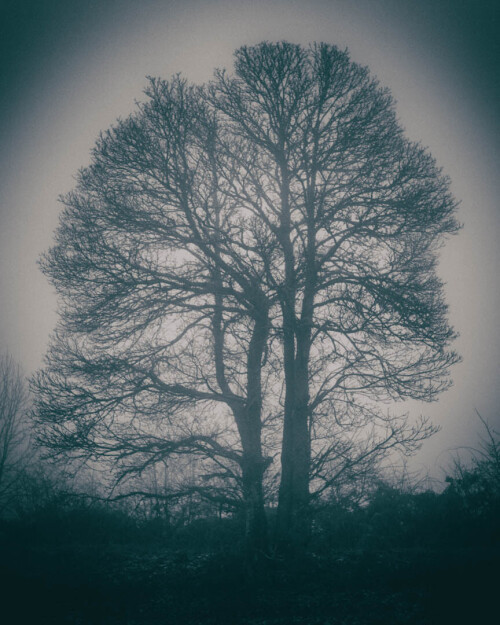 2k-brouillard-givrant-9.jpg