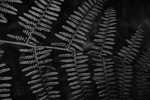 2k-fractal-leaf-1.jpg