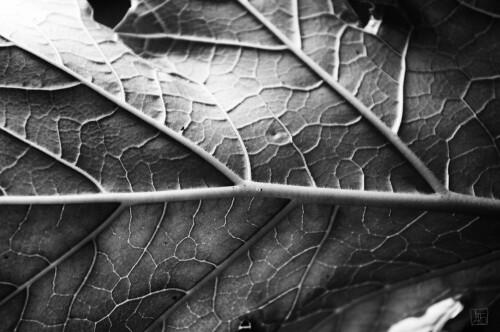 2k-leaf.jpg