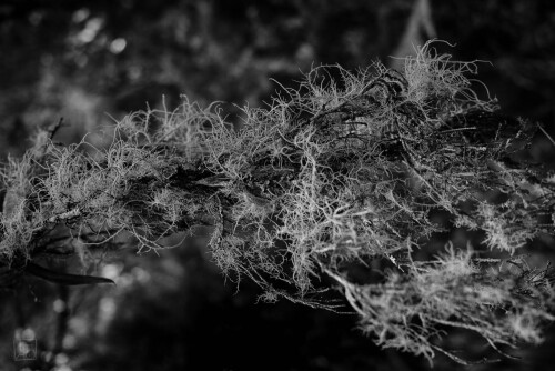 2k-lichen-3.jpg