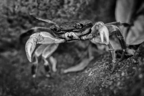 2k-manapany-crab.jpg